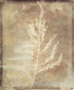 Willim Henry Fox Talbot Photogenetic Drawing oil